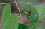 Maroon Carolina milkvine